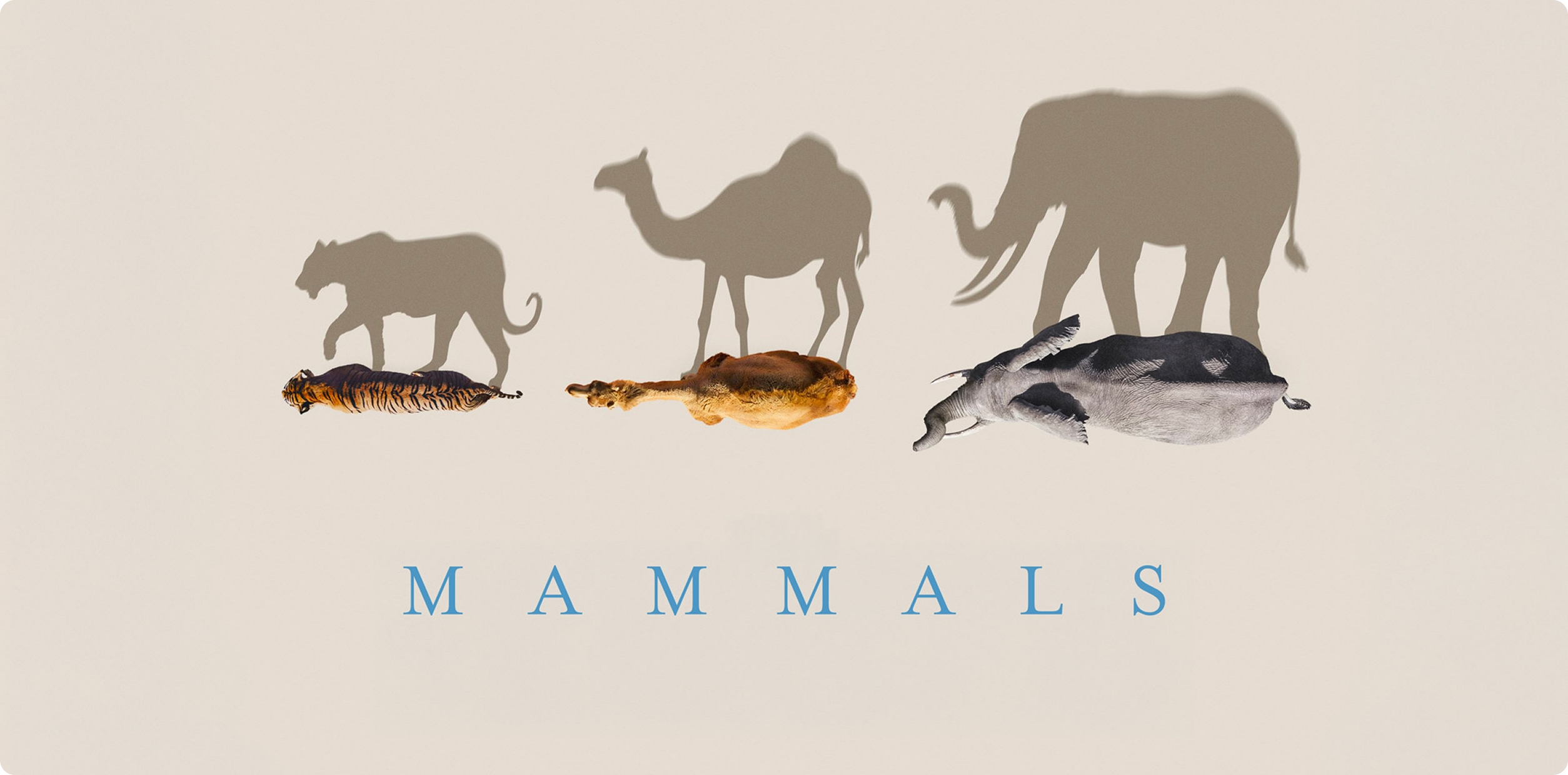 Mammals