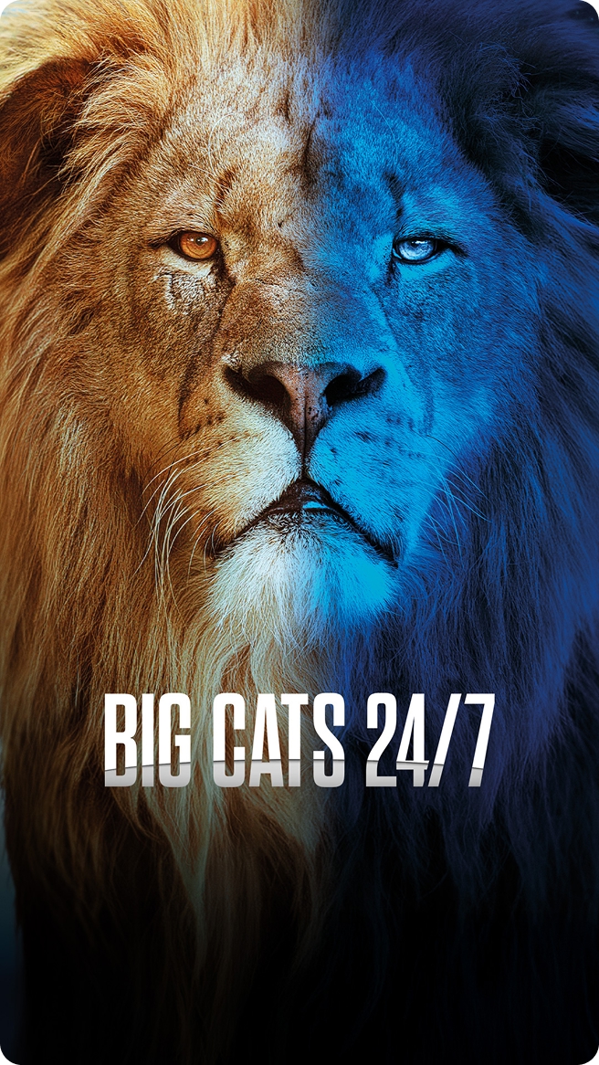 Big Cats 24/7