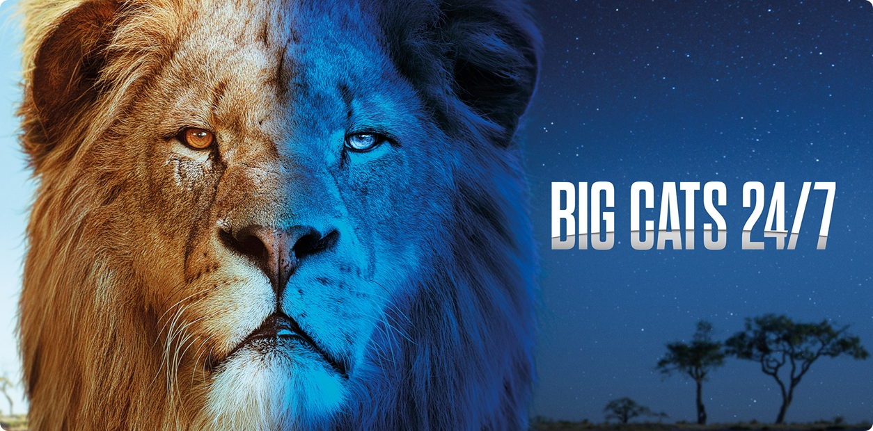 Big Cats 24/7